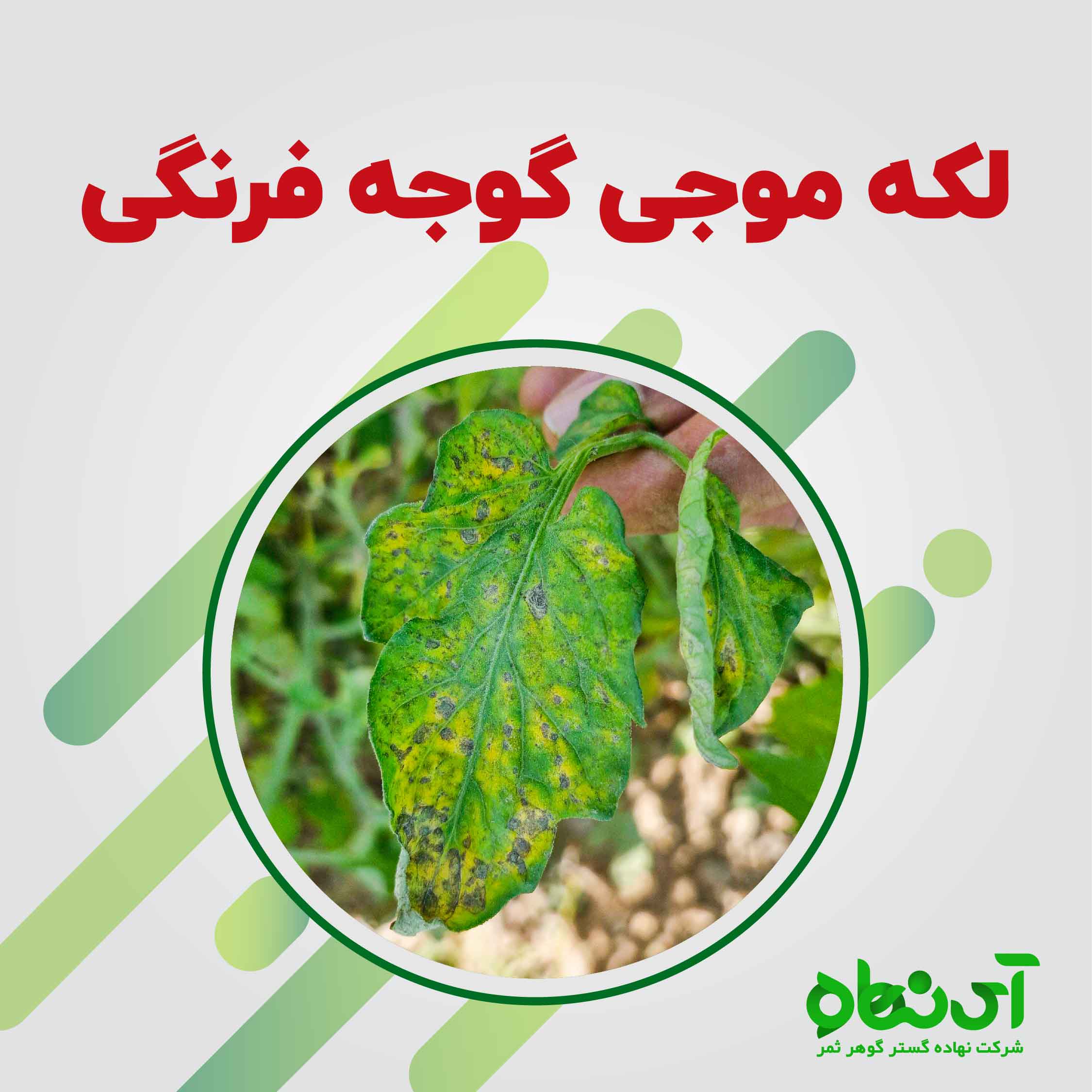 لکه موجی گوجه فرنگی